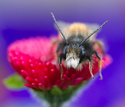 2012-03-20/Gko
Par Gko dans [ Macro et proxi-photo ]
