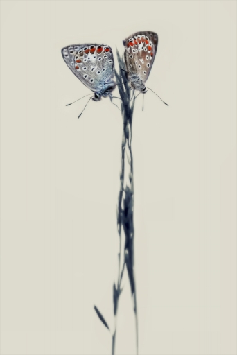 2016-06-16/kobaia
Kobaia [Macro et proxiphotographie nature]
