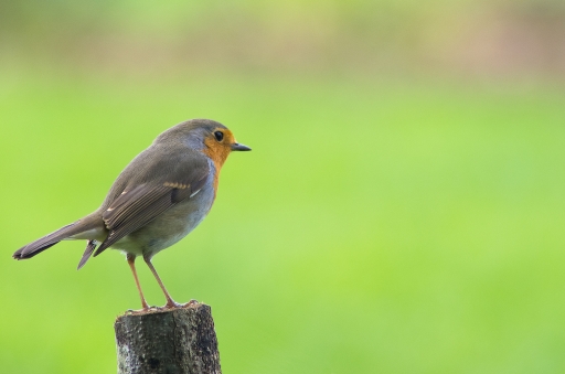 2012-11-09/Gko
Par Gko dans [Faune sauvage]
