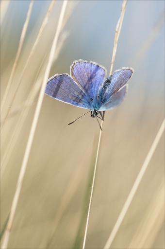 2015-09-08/KobaÃ¯a
Kobaia [Macro- et proxiphotographie nature]
