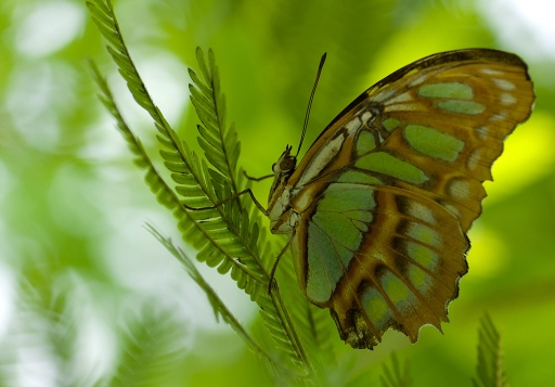2013-05-24/phoenix1366
phoenix1366 [ Macro et proxi-photo ]
