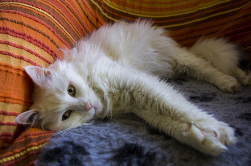 2014-08-15 / soywod
soywod [ Animaux de compagnie ]
