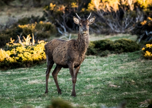 2017-04-24 degun13113
degun13113 [Faune sauvage] 
