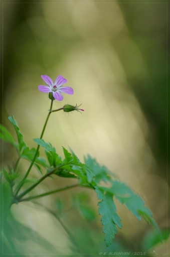 2015-05-10/Torr Penn
Torr Penn [Fleurs]
Mots-clés: http://www.pentaxone.fr/component/option,com_smf/Itemid,28/topic,3500.msg1947632/#msg1947632