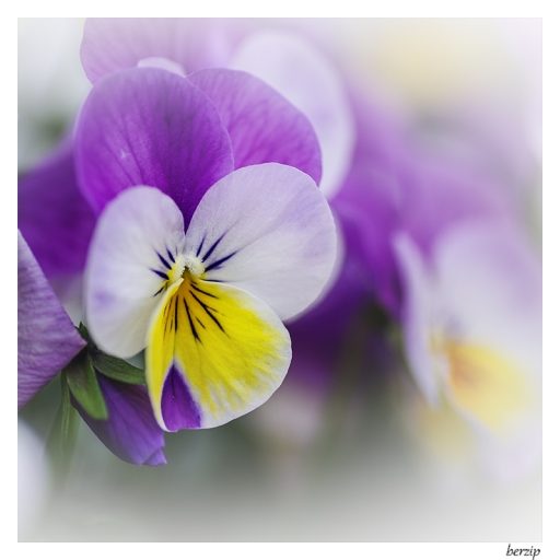 2014-04-21/Berzip
Berzip [ Fleurs ]
