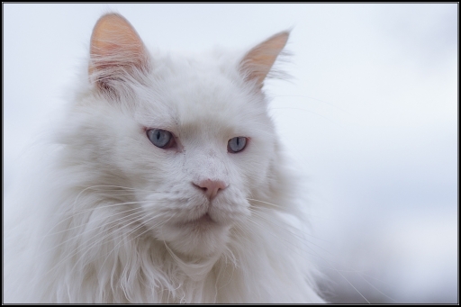 2013-02-23/jp49
jp49 [ Animaux de compagnie ]
