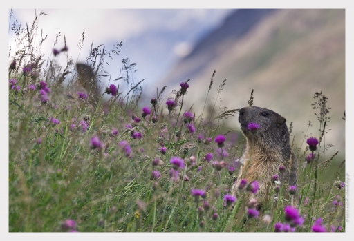 2013-08-12/Randos74
Randos74 [ Faune sauvage ]
