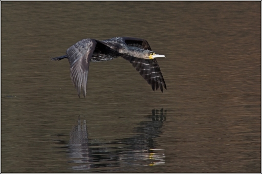 2012-03-21/Poupa_78
Par Poupa_78 dans  [ Faune sauvage ]
