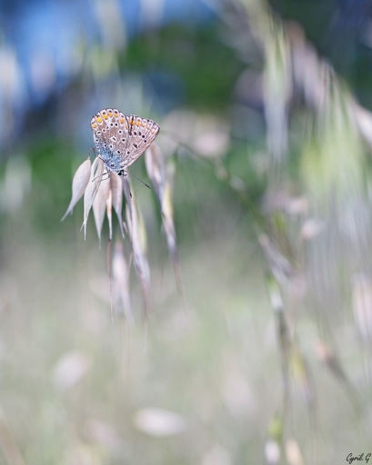 2017-07-27 CarpoDingo
CarpoDingo [Macro et proxiphotographie nature]
