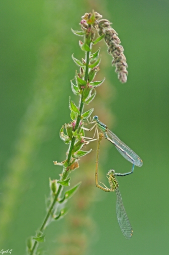 2017-09-05 CarpoDingo
CarpoDingo [Macro et proxiphotographie nature]
