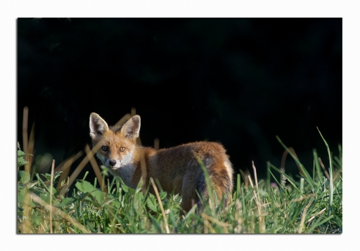 2012-07-31/randos74
Par Randos74 dans [ Faune sauvage ]
