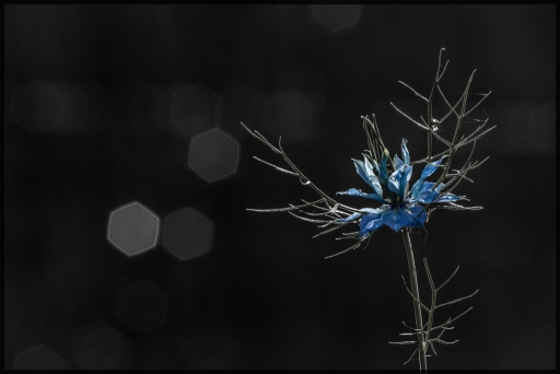 2013-10-13/Cachar
Cachar [ Noir et Blanc, Sepia et desaturation partielle ]
