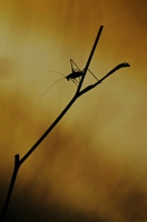 Nom du fichier=14072011031816322412398314.jpg
Taille du fichier=96Ko
Dimensions : 530x800
Ajouté le : 07 Août 2014 14072011031816322412398314.jpg