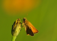 Nom du fichier=16062209502313423114328702.jpg
Taille du fichier=143Ko
Dimensions : 1024x735
Ajouté le : 23 Juin 2016 16062209502313423114328702.jpg