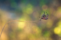 Nom du fichier=161117070224327706.jpg
Taille du fichier=275Ko
Dimensions : 1024x678
Ajouté le : 17 Novembre 2016 161117070224327706.jpg