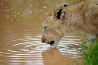 Nom du fichier=17012503354322554714799667.jpg
Taille du fichier=269Ko
Dimensions : 1024x683
Ajouté le : 25 Janvier 2017 17012503354322554714799667.jpg