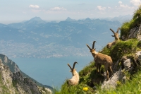 Nom du fichier=17062111481622136515104683.jpg
Taille du fichier=303Ko
Dimensions : 1024x681
Ajouté le : 21 Juin 2017 17062111481622136515104683.jpg