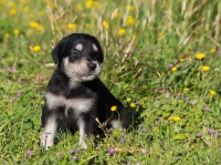 Nom du fichier=17085901342_530fb54820_o.jpg
Taille du fichier=315Ko
Dimensions : 1006x750
Ajouté le : 09 Avril 2015 17085901342_530fb54820_o.jpg