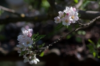 Nom du fichier=242170IMGP14002op.jpg
Taille du fichier=298Ko
Dimensions : 1024x682
Ajouté le : 10 Avril 2012 242170IMGP14002op.jpg