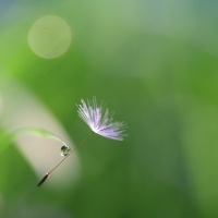 Nom du fichier=630626IMGP8137w.jpg
Taille du fichier=298Ko
Dimensions : 1024x1024
Ajouté le : 12 Avril 2017 630626IMGP8137w.jpg