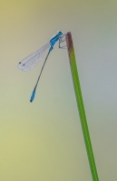 Nom du fichier=68.jpg
Taille du fichier=189Ko
Dimensions : 661x1024
Ajouté le : 30 Juin 2016 68.jpg