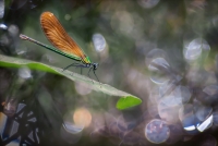 Nom du fichier=788152Lib3.jpg
Taille du fichier=325Ko
Dimensions : 1024x689
Ajouté le : 19 Mai 2016 788152Lib3.jpg