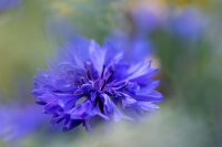 Nom du fichier=825870IMGP0151w.jpg
Taille du fichier=302Ko
Dimensions : 1024x681
Ajouté le : 18 Août 2016 825870IMGP0151w.jpg