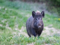 Nom du fichier=Sans_titre_4.jpg
Taille du fichier=299Ko
Dimensions : 1024x768
Ajouté le : 02 Mai 2018 Sans_titre_4.jpg