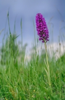 Nom du fichier=imgp6312.jpg
Taille du fichier=150Ko
Dimensions : 600x910
Ajouté le : 27 Décembre 2017 imgp6312.jpg