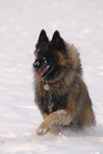 2010-12-07  /  jldag
par:  jldag  -[ Animaux de compagnie ] -
 
