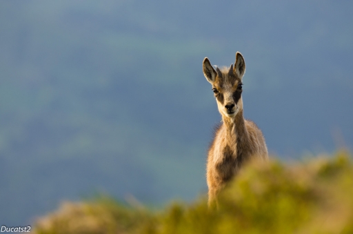 2012-05-12 / ducatst2
Par ducatst2 dans [ Faune sauvage ]
