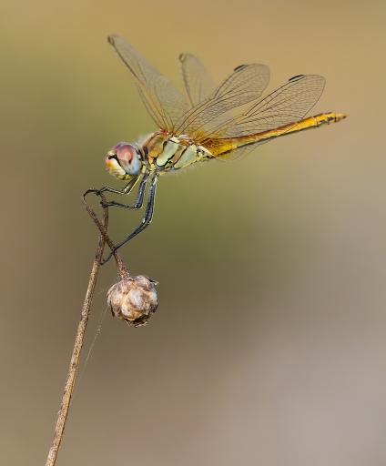 2011-09-25 / dedales
Par dedales - [ Macro et proxi-photo ]
