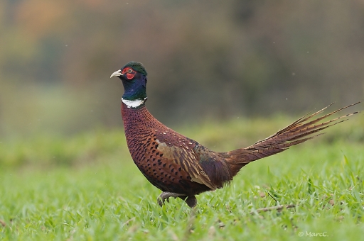 2011-10-30 / randos74
Par randos74 - [ Faune sauvage ]
