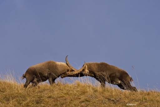 2011-11-13 / randos74
Par randos74 - [	Des poils et des cornes d'Automne en 74 ]
