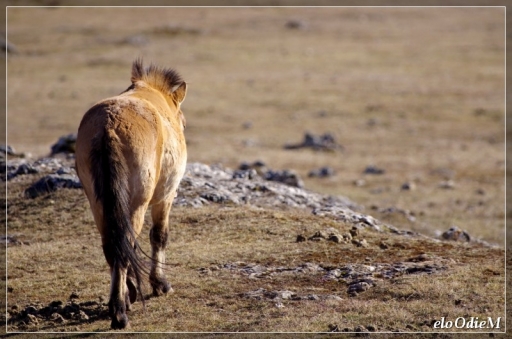 2012-03-11/Pouw
par Pouw dans vos series - Les Przewalski du Villaret en Lozere
