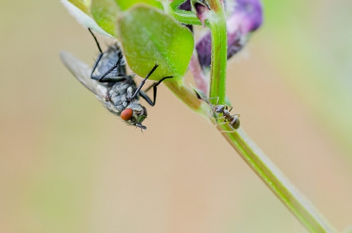 2012-04-15/neosilencers
par neosilencers -[ Macro et proxi-photo ]
