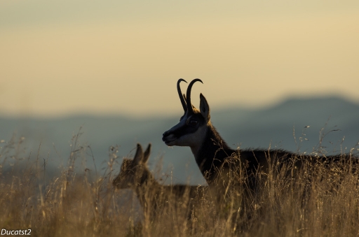 2012-09-19 / ducatst2
Par ducatst2 dans [ Faune sauvage ]
