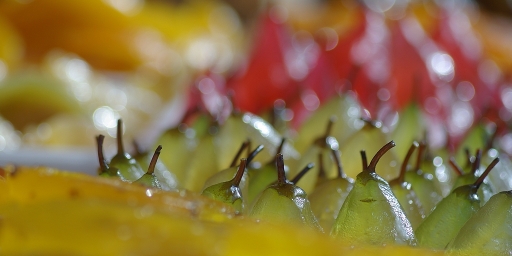 2012-03-10/sorcier
par sorcier dans Vos series - Marche du Cours Saleya
