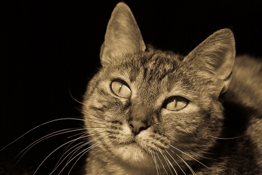 Janvier 2012 - sorcier
Janvier 2012 - sorcier
