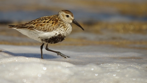 2011-12-27 / david81
Par david81 - [ Faune sauvage ]
