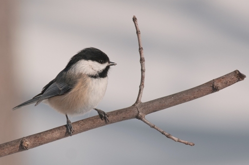 2011-02-12 / ramiot
Par ramiot - [ Faune sauvage ]
