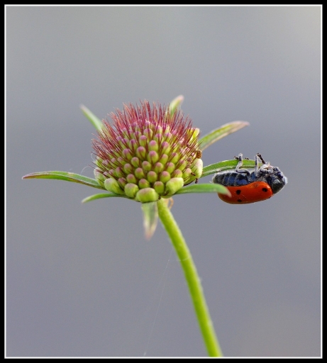 2012-05-18/olilignan
Par olilignan dans [ Macro et proxi-photo ]
