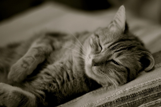 Mars 2012 - eswop
Mars 2012 - eswop
