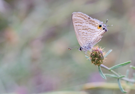 2012-06-20/olilignan
par olilignan dans Macro et proxi-photo 
