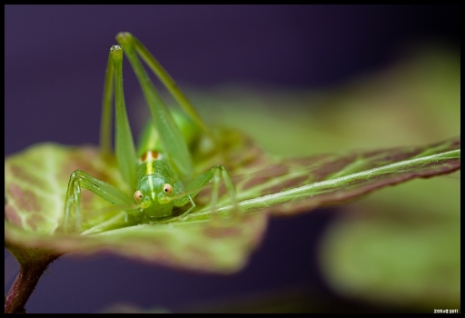 2011-10-09 / zorus.org
Par zorus.org - [ Macro et proxi-photo ]
