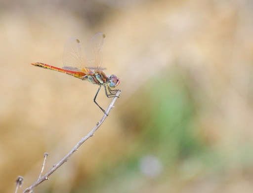 2012-07-28 / olilignan
Par olilignan - [ Macro et proxi-photo ]
