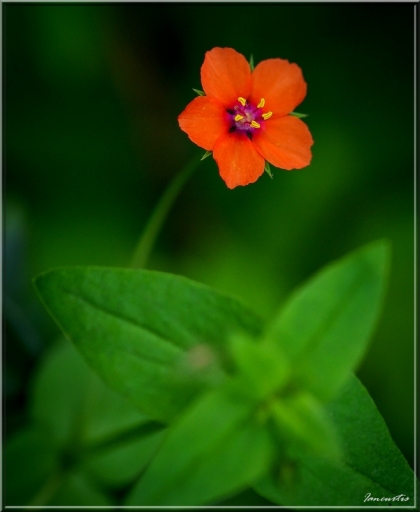 2012-07-06/Iancurtis
Par Iancurtis - [ Fleurs ]
