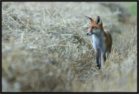 Nom du fichier=1108011001561313878536504.jpg
Taille du fichier=306Ko
Dimensions : 1020x690
Ajouté le : 01 Août 2011 1108011001561313878536504.jpg