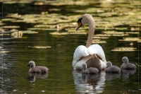 Nom du fichier=igp7716.jpg
Taille du fichier=173Ko
Dimensions : 1024x686
Ajouté le : 25 Mai 2012 igp7716.jpg