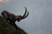 Nom du fichier=igp85921024x686.jpg
Taille du fichier=218Ko
Dimensions : 1024x686
Ajouté le : 29 Juin 2012 igp85921024x686.jpg